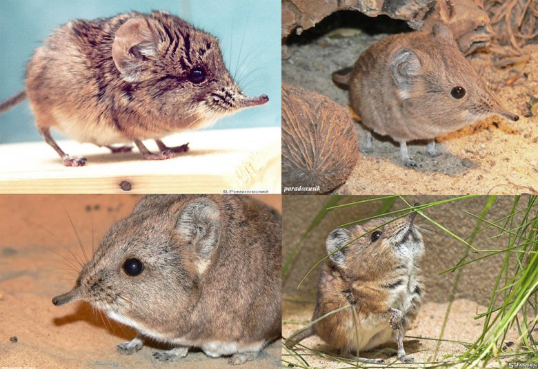 Короткоухий слоновый прыгунчик
